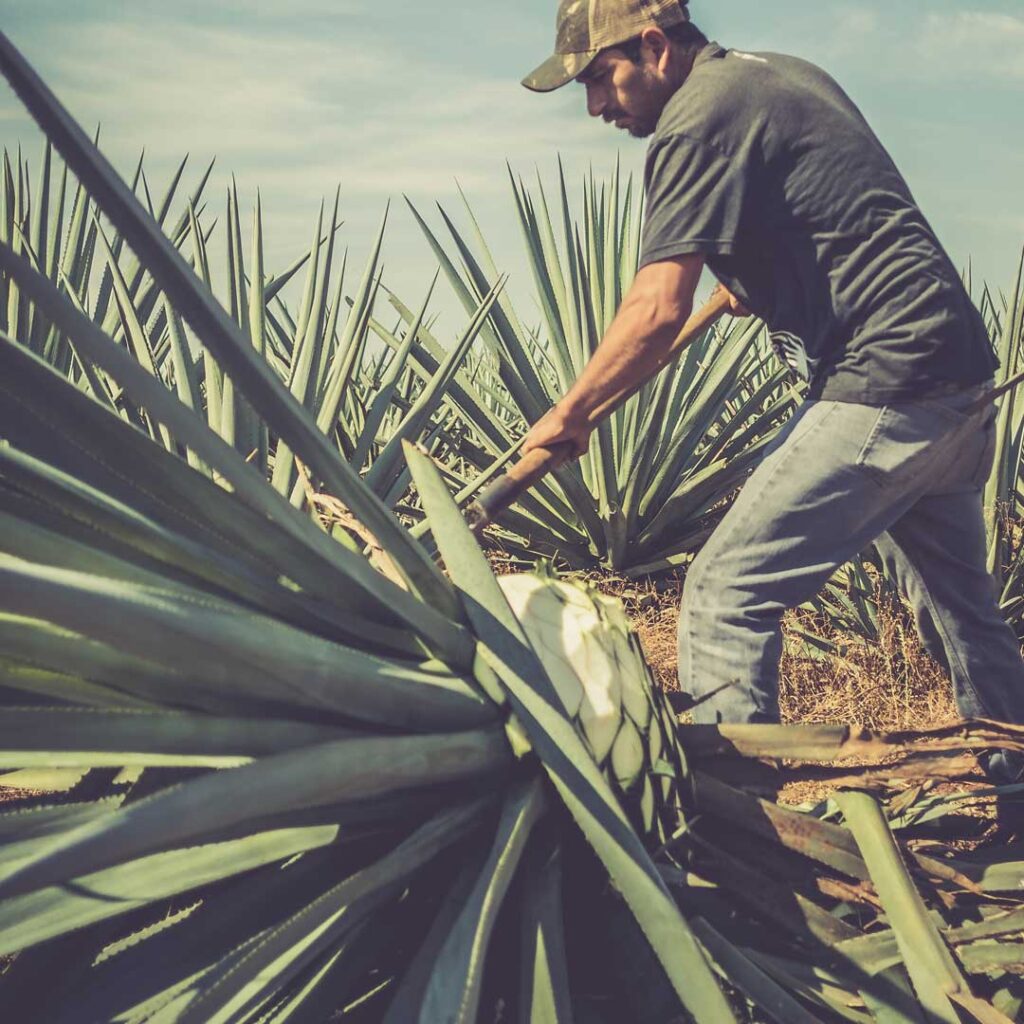 tequila process