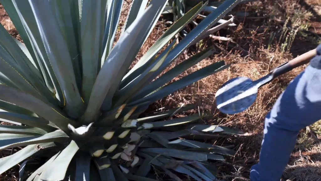 Suerte Tequila production