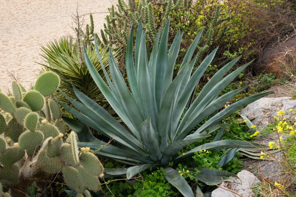 agave garden
