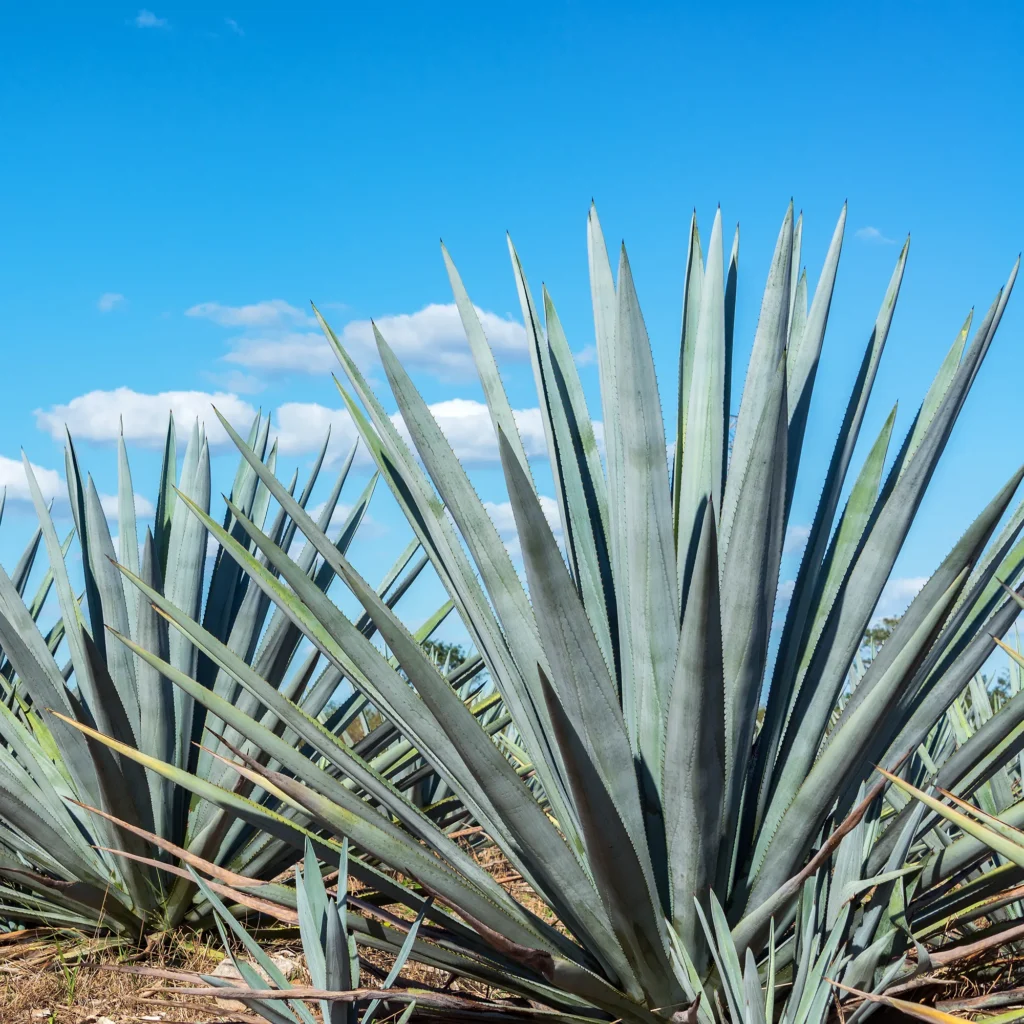 agave types